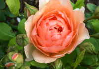 Photos of beautiful roses, taken at RHS Wisley in July 2020
