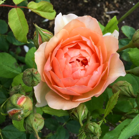 Photos of beautiful roses, taken at RHS Wisley in July 2020