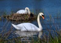 Swans at their nest